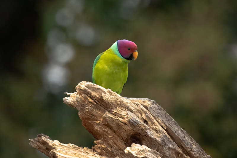 Birds